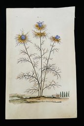 Antique Botanical Melanthium Flore Pleno Floriose Woodcut On Paper