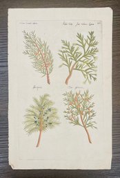 Antique Botanical Sweert, Emanuel 'Juniperus' Flowers Woodcut On Paper