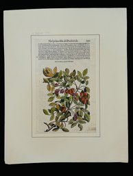 Antique Xilografia Staphilodendro Mattioli Pietro Andrea Woodcut On Paper