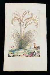 Antique Botanical Gramen Plumeum Woodcut On Paper