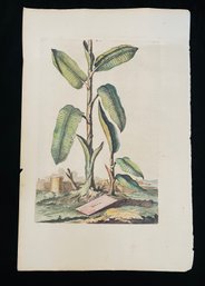 The Banana Tree Or Musa. 1696 Antique Botanical Woodcut On Paper