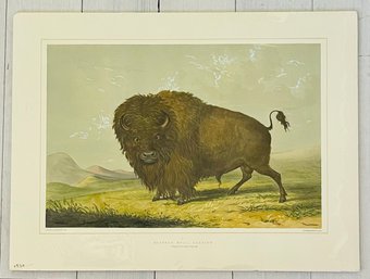 'Buffalo Bull Grazing' Print