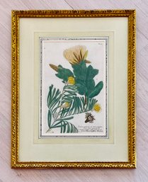 Johann Weinmann 18th Century, Botanical Engraving