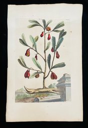 Antique Botanical Cardamomum Majus Arborescens Woodcut On Paper