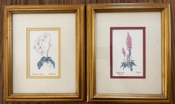 Floral Specimen Prints