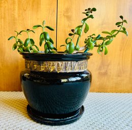 Live Succulent Plant In Black Glazed Pot
