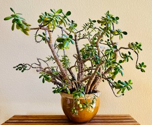 Live Jade Plant In Pot