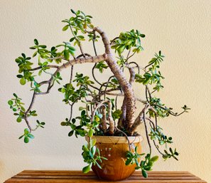 Live Jade Plant In Pot With Wicker Rim