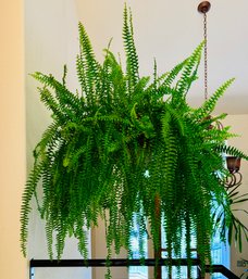 Live Fern Plant In Pot