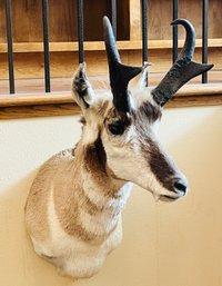 Pronghorn Antelope Taxidermy Mount And Skin