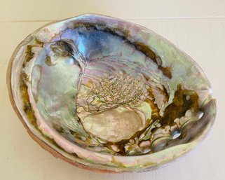 Abalone Shell Decor