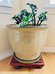 Live Plant In Heavy Stoneware Pot