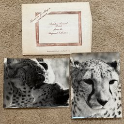 Two Cheetah Audubon Animal Prints From The Imperial Collection