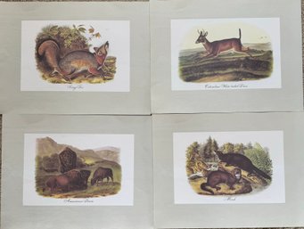 Collection Of Four Nature's Animal Prints