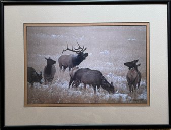 Signed Elk Framed Photograph