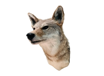 Coyote Taxidermy Wall Mount