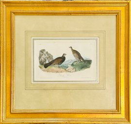 John J Audobon 'Dusky Grouse' Framed Plate 295 Signed By Artists