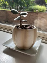 Adorable Plant And Pot