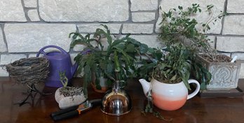 Assortment Of House Plants Including A Christmas Cactus And More