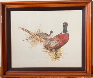 Charles Murphy Framed Art Print - Ring Neck Pheasant