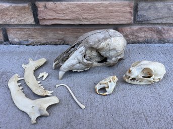Wildlife Bones - Bear Skull, Raccoon Os, Cat Skull, Dog Mandible, Muskrat Skull