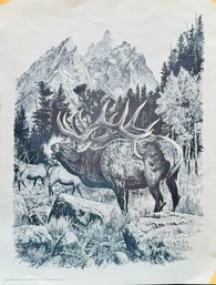 Vintage Print 'Bugling Elk' By Bill O'Neill