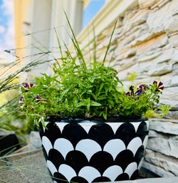 Live Plant In Black & White Pot