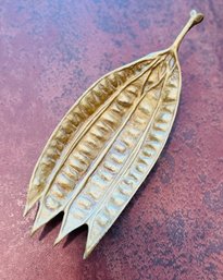 Mimosa Seed Pod By Oskar J.W. Hansen