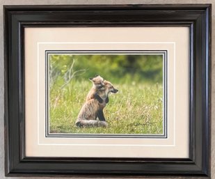 Framed Wildlife Photo - Fox Kits