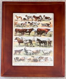 Framed Print Of Livestock Breeds