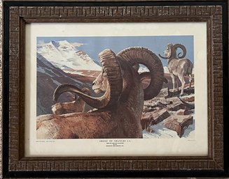 Sheep Of Shangri-La Lithograph - Remington Arms