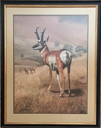 Charles Frace - 'Pronghorn' - Framed Art Print