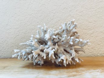 Small White Tree Coral