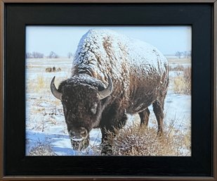 Frost Covered Buffalo Photograph