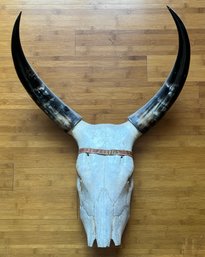 Ankole Watusi Skull