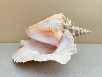 Large Decorative Conch Shell