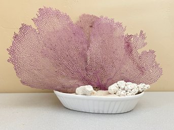 Sea Fan Natural Coral In Sand