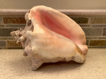 Large Conch Shell