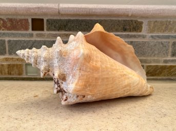 Small Conch Shell