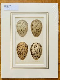 Antique 1896 'birds Eggs' Print
