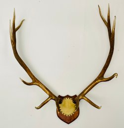 Wall Mounted Elk Antlers