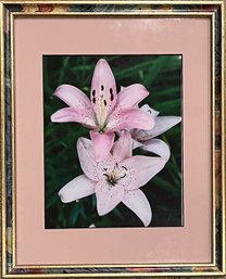 Pink Lilies Framed Print