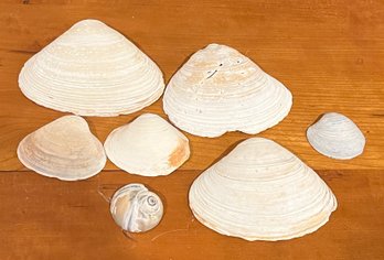 Large Collection Of Shells