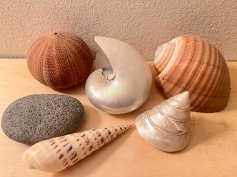 Variety Of Decorative Seashells