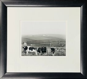Dairy Cows Black And White Silver Print By Ronald Wohlauer 1980