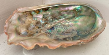 Natural Rainbow Abalone