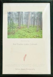Framed 'pine Forest In Fog' Poster Print By Adrian Davis Photography