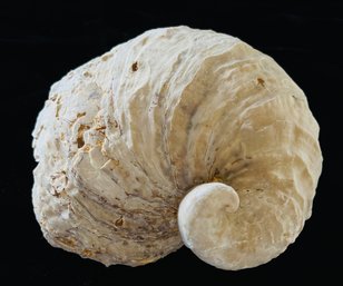 Exogyra Spp. Fossil
