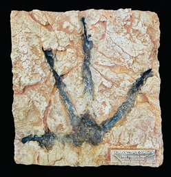 Saurexallopus Cordata 4 Toed Theropod Dinosaur Track Cast, Numbered 8 With CoA