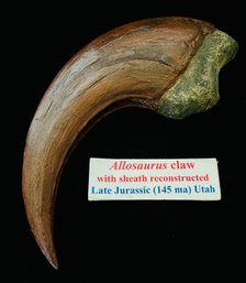 Allosaurus Claw With Sheath Reconstructed